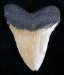 Megalodon Tooth - North Carolina #10497-2
